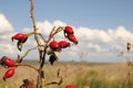 A plant with red rosehips closeup and a blue sky in the background Royalty Free Stock Photo