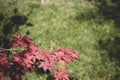 Plant with red and star-shaped leaves. close-up. romantic and beautiful leaves. Royalty Free Stock Photo