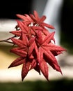 Plant with red and star-shaped leaves. close-up. romantic and beautiful leaves. Royalty Free Stock Photo