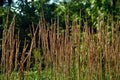 Plant - Reed grass