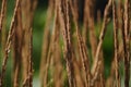 Plant - Reed grass