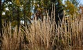 Plant - Reed grass