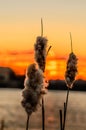 Plant bulrush against the sunset and beautiful orange blue sky Royalty Free Stock Photo