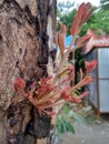 Plant regeneration from cutted tree Royalty Free Stock Photo