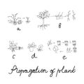 Plant reproduction or propagation set Royalty Free Stock Photo