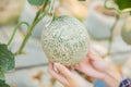 Plant researchers are investigating the growth of cantaloupe Royalty Free Stock Photo