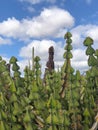 Plant of Resin spurge. Lanzarote, Spain