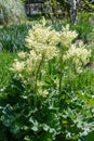 Rhubarb plant. Flowering Rheum rhabarbarum in a vegetable garden Royalty Free Stock Photo