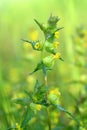 Plant Rhinanthus