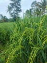 plant rice at the age of 2 months