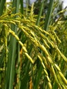 Plant of rice