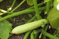 Plant with ripe tasty squash