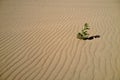 Plant in rippled sand