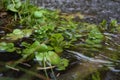 Plant in the river