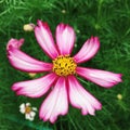 A plant in the roadside flowers Royalty Free Stock Photo