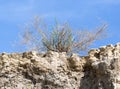 Plant on a rock against the blue sky Royalty Free Stock Photo