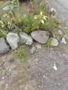 plant rock front of house Royalty Free Stock Photo