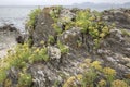 Plant on Rock, Melide Beach, Pontevedra, Galicia Royalty Free Stock Photo