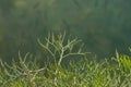 Plant rock samphire crithmum maritimum Royalty Free Stock Photo