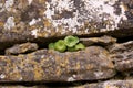 Plant and rock