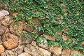 Plant on the rock wall Royalty Free Stock Photo