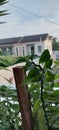 Plant on the roof Royalty Free Stock Photo