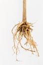 Plant Root Royalty Free Stock Photo