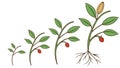 Plant Root Development: From Seedling to Established Root System, vector design Generative AI Royalty Free Stock Photo