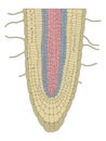 Plant root structure