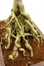 Plant Roots