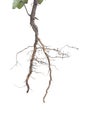 Plant roots closeup Royalty Free Stock Photo