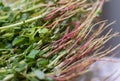 Plant Roots Closeup showing