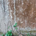 plant roots creeping on the wall