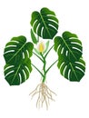 Plant with roots, flower and green leaves of monstera or split-leaf philodendron Monstera deliciosa.