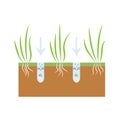 Plant with roots. Lawn aeration stage illustration. Lawn grass.