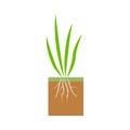 Plant with roots. Lawn aeration stage illustration. Lawn grass.