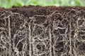 Plant roots