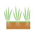 Plant with roots set. Lawn aeration stage illustration. Lawn grass.