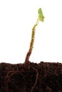 Plant roots and soil