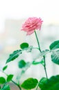 Plant the rose in a pot on the window Royalty Free Stock Photo