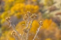 Plant with round spiky flowers and thorny stems