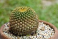 Plant Rusts on cactus Royalty Free Stock Photo