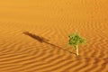 Plant in Sahara desert