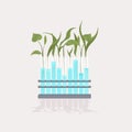 Plant samples growing in test tubes scientific biotechnology research concept