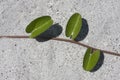 Plant on a sandy beach