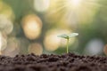 Plant sapling growing on soil in the morning light on a natural background Royalty Free Stock Photo