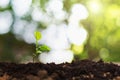 plant sapling growing Royalty Free Stock Photo