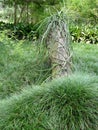 Plant Scene at Kanapaha Botanical Gardens Royalty Free Stock Photo