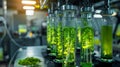 plant science laboratory research, biological chemistry test, green nature organic leaf experiment in test tube Royalty Free Stock Photo