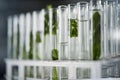 Plant science, test tubes and laboratory for research, analysis or floral experiment. Agriculture, growth and green leaf Royalty Free Stock Photo